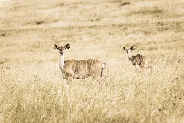 Wildlife Kudu Buck Animals Grasslands Sepia Vintage Contrasts