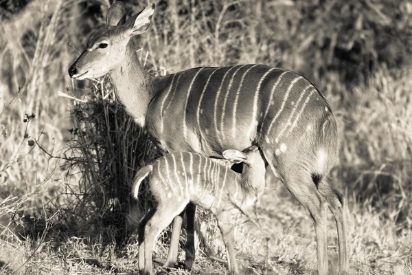 Buck Calf Feeding Animal Wildlife