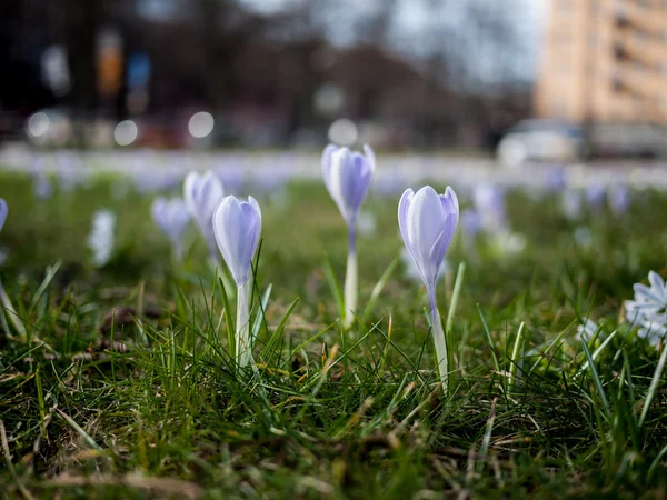 Group of purple crocus outside a city scene