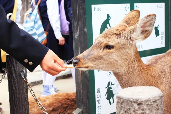 Japanese young students are feeding food to a deer infront of Todaiji temple, the famous temple in Nara, Japan