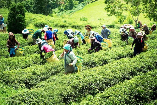 Unidentified workers are harvesting tea leaves at Chiangrai prov