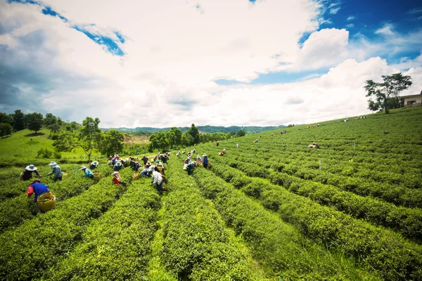 Unidentified workers are harvesting tea leaves at Chiangrai prov