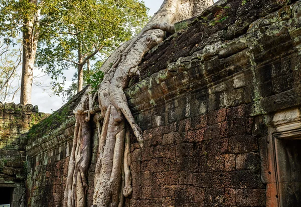 Angkor Wat. Ta Prohm tempie. Cambodia