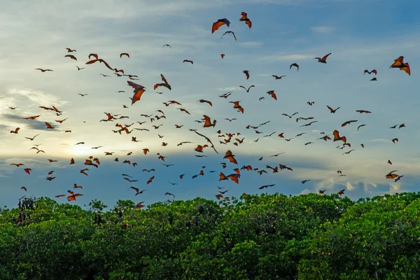 Flying foxes