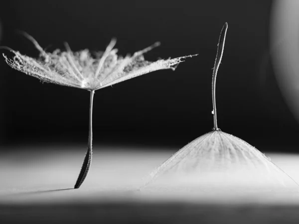 Abstract composition with dandelion seed