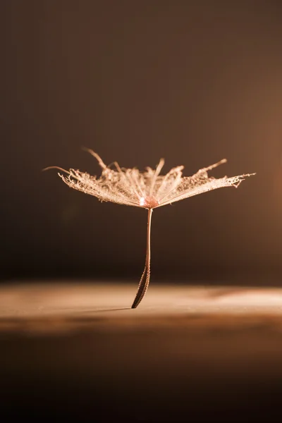 Dandelion seeds