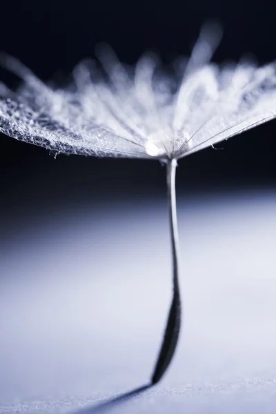 Dandelion seeds