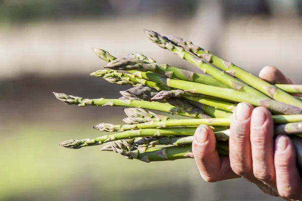 Fresh asparagus stems in hand