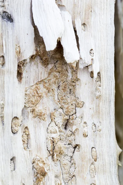 Tree eaten by wood worms with worm traces