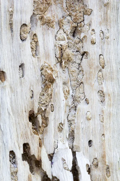 Tree eaten by wood worms with worm traces
