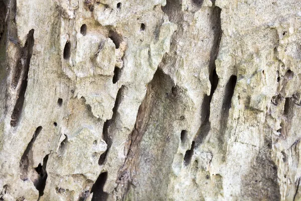Old tree trunk eaten by wood worms
