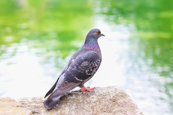 Rock dove sitting on the stone