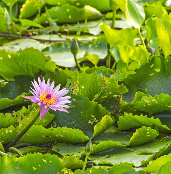 Water lily in a pond