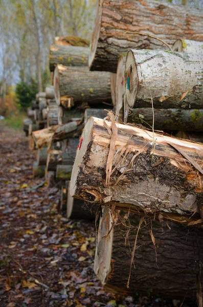 Log pile prepaired for winter