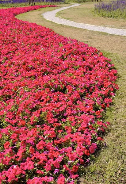 Beautiful petunia flower bed and curved road