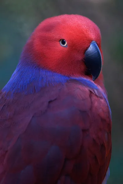 Solomon Eclectus Parrot
