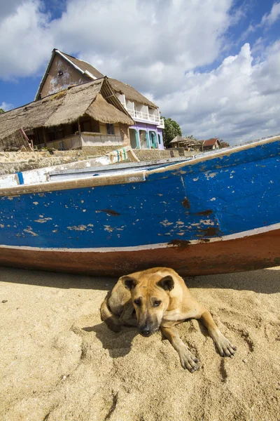 Dog near boat