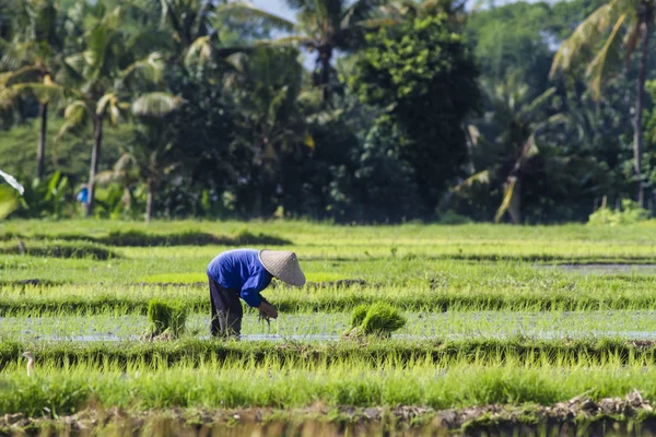 Farmer gathering rice