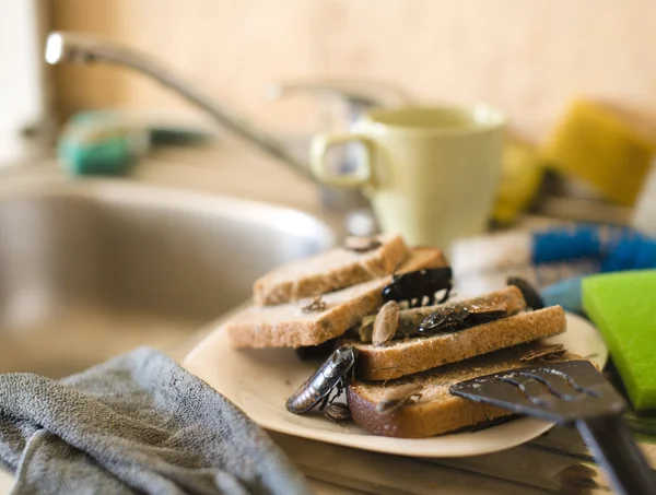 Bread on dish infested with roaches and mold