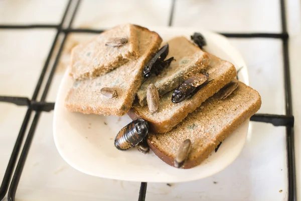Bread on dish infested with roaches and mold