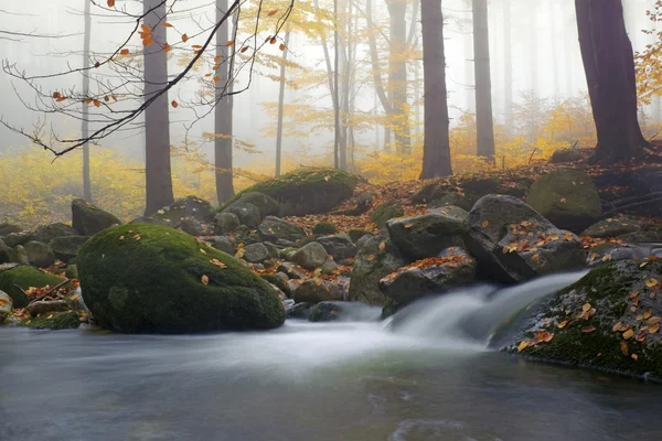 Autumn stream in the forest in misty day