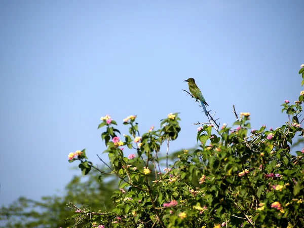 Green bird sitting on the tree in a national park