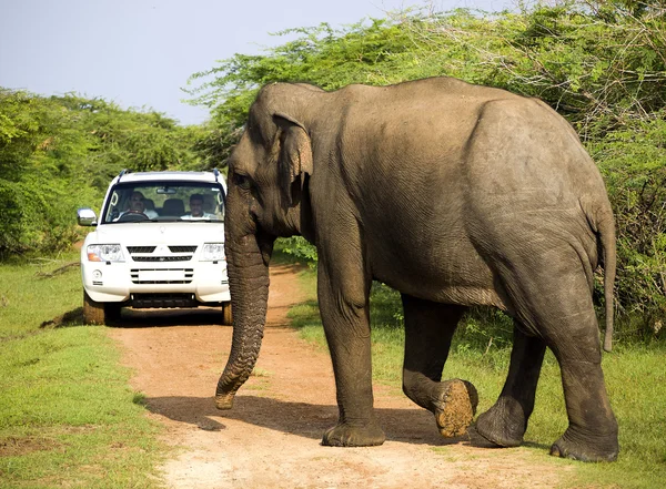 Wild elephant is crosses the way