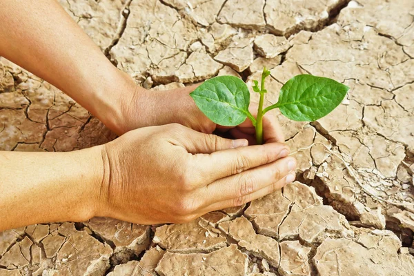 Hands growing a tree on crack earth