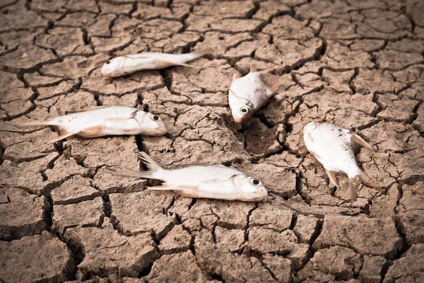 Fishes died on cracked earth