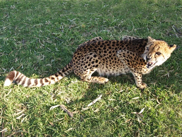 Cheetah in a state of aggression in the grass