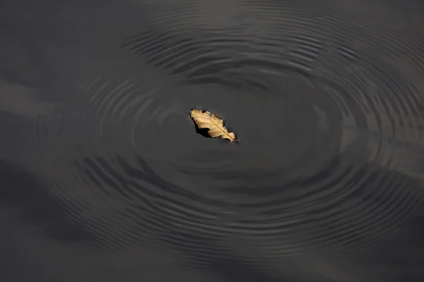 Oak leaf floating in water