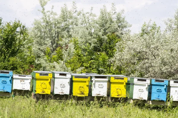 Bee hives in summer