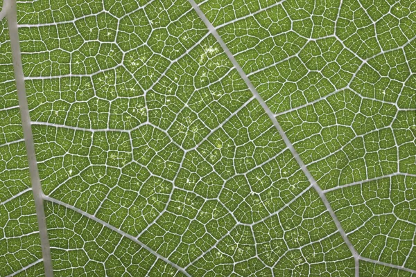 An extreme close up view of the detail in a leaf.