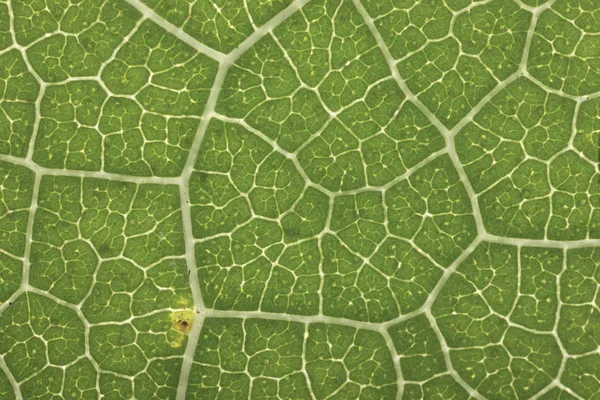 An extreme close up view of the detail in a leaf.