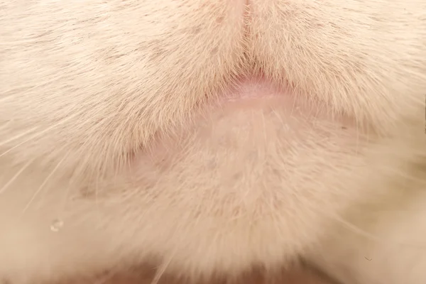White cat mouth