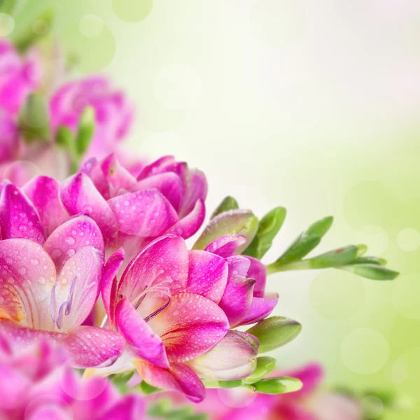 Pink flowers on green blurred background