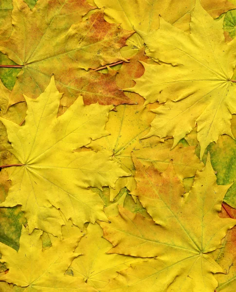Colorful background of yellow autumn leaves. Big size.