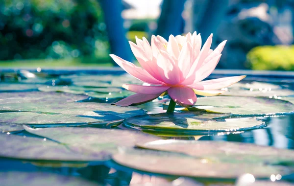 Beautiful pink waterlily or lotus flower in a pond with rain drop