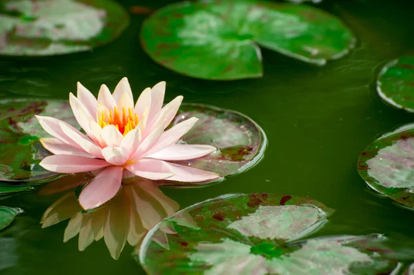 Beautiful lotus or waterlily flower in pond