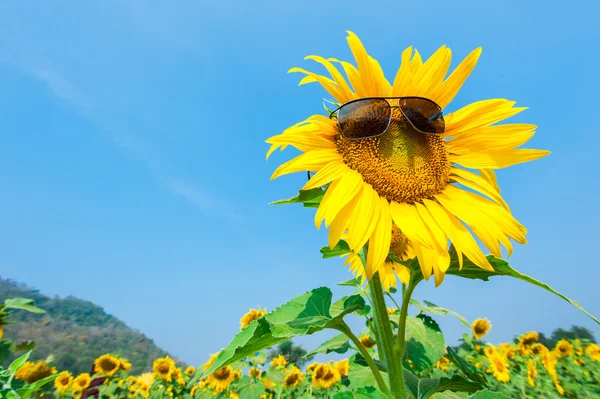Sunflower with sun glasses