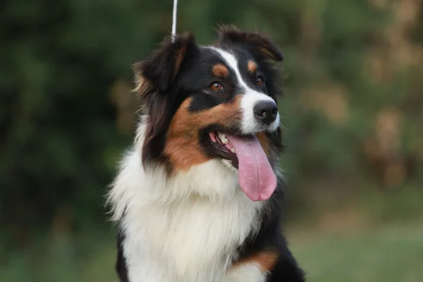 Australian Shepherd Portrait