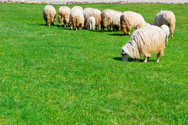 Several sheeps on field