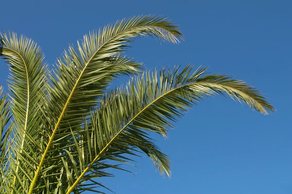 Green palm branch on a background of the blue sky