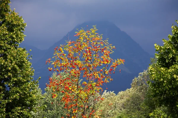 Mountain ash