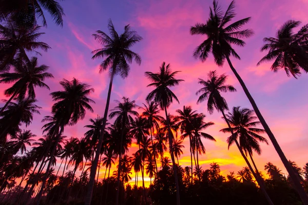 Coconut palm tree silhouette