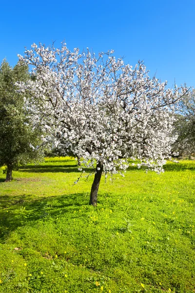 Almond tree