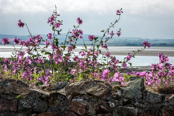 Mallow growing behind a stone wall Holy Island of Lindisfarne