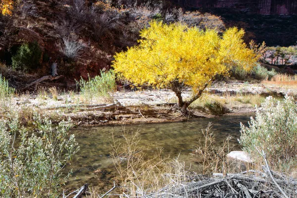 Cottonwood tree on the banks of the Virgin River