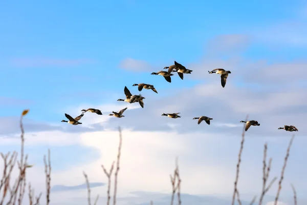 Canada Geese flying over Dungeness