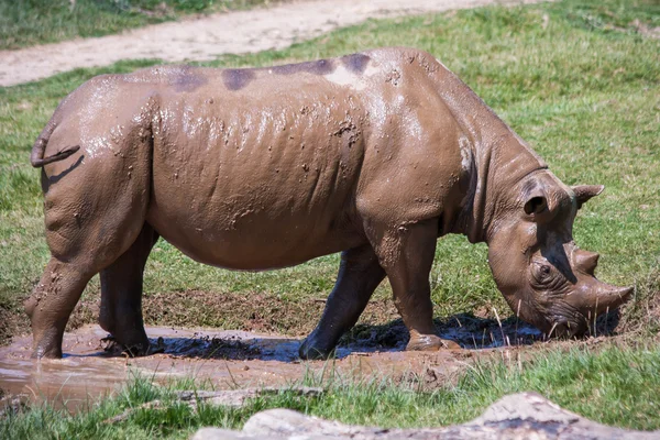 Rhino Port Lympne Wild Animal Safari Park
